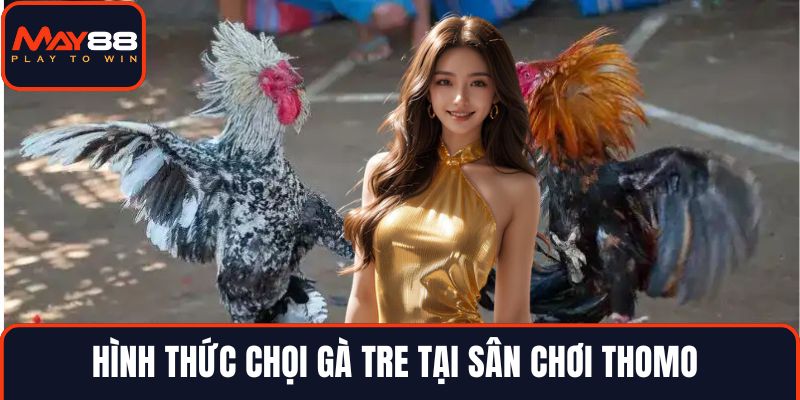 Hình thức chọi gà tre tại sân chơi Thomo