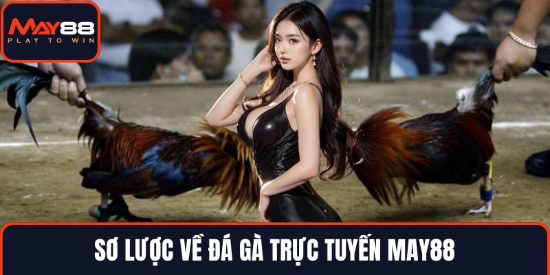Sơ lược về đá gà trực tuyến MAY88